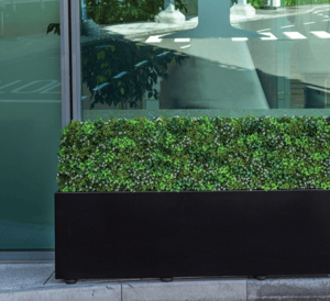 boxwood-hedge-flowering-artificial-green-wall
