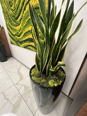 planter-austin-texas