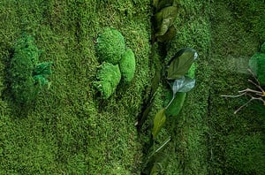 preserved-plants-preserved-moss-walls (15)