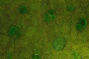 preserved-plants-preserved-moss-walls (16)