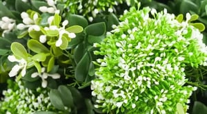 queen-annes-lace-faux-white-foliage-for-outdoors