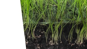 shieldsapehybridturf