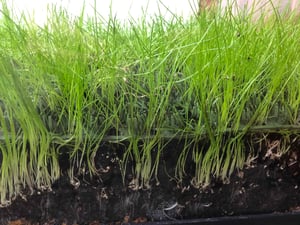 shieldscape-hybrid-turf-high-traffic-grass-cross-section (3)