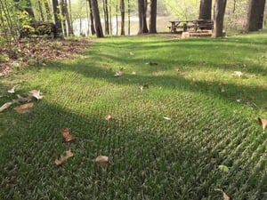 shieldscape-hybrid-turf-high-traffic-grass-with-seed-integration-process